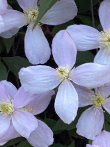 Clematis montana Rubens 
