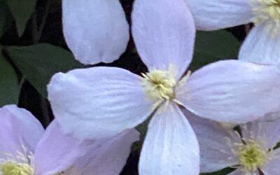 Clematis montana Rubens 