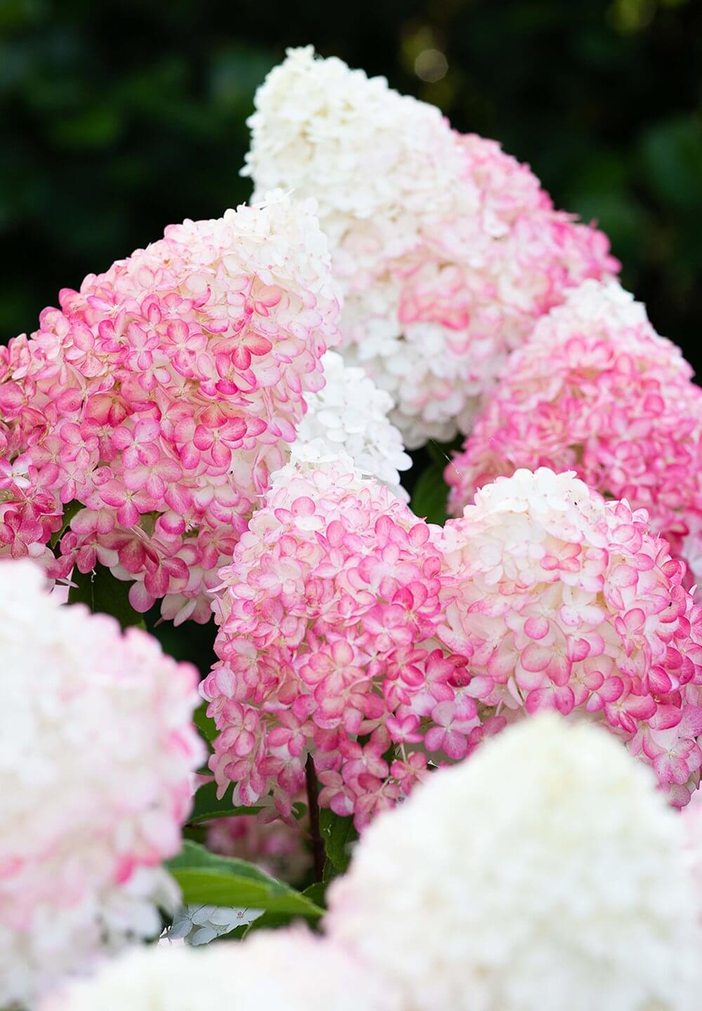 Hydrangea paniculata Pink & Rose