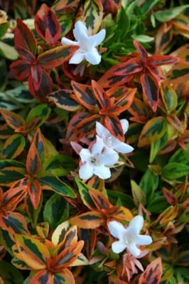 Abelia grandiflora 'Kaleidoscope' Abelia Kaleidoscope Abelia grandiflora ‘Kaleidoscope’