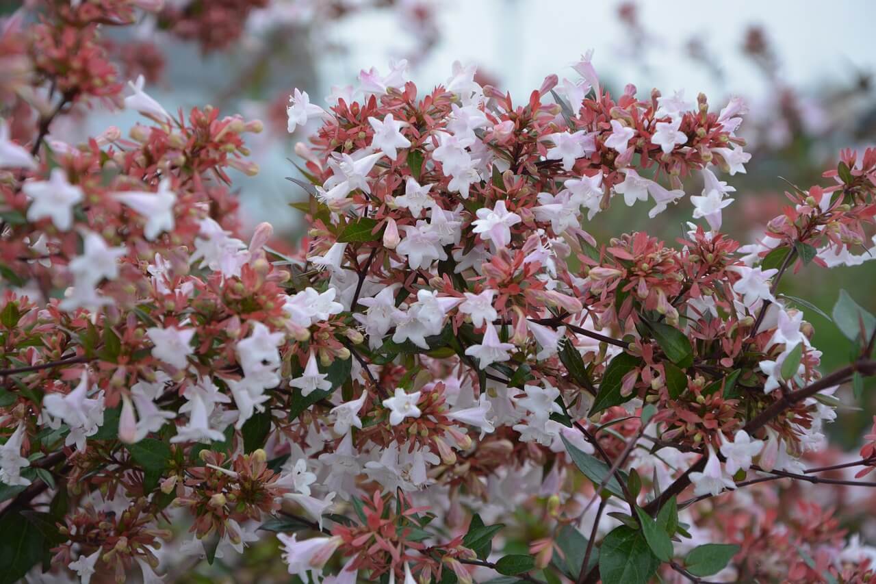 Abelia x grandiflora Flowers Abelia x grandiflora