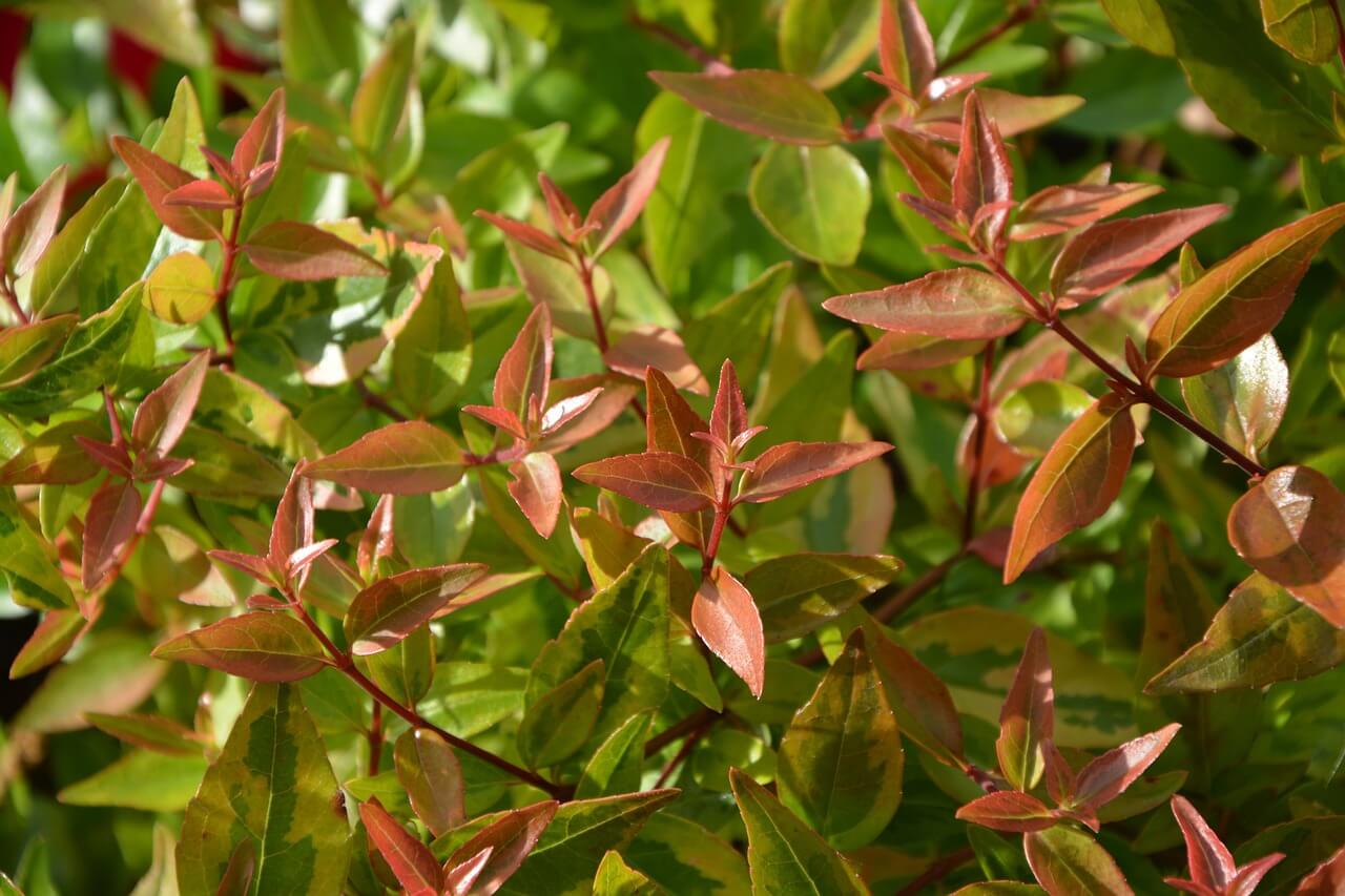 Abelia x grandiflora New Shoots Abelia x grandiflora
