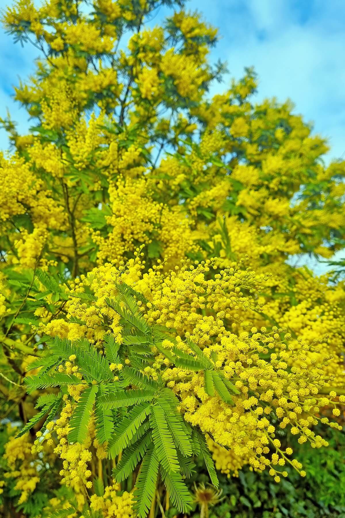 Acacia dealbata Flowering Acacia dealbata-Mimosa