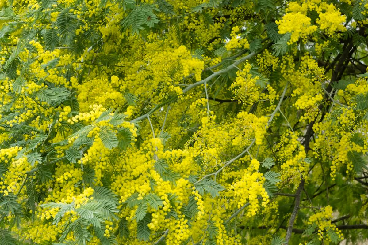 Acacia dealbata Flowers Close Up Acacia dealbata-Mimosa