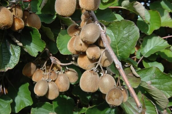 Actinidia deliciosa Solissimo