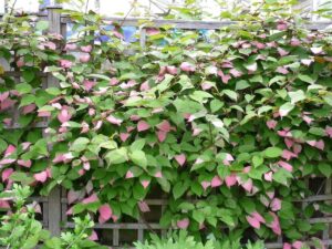 Actinidia kolomikta
