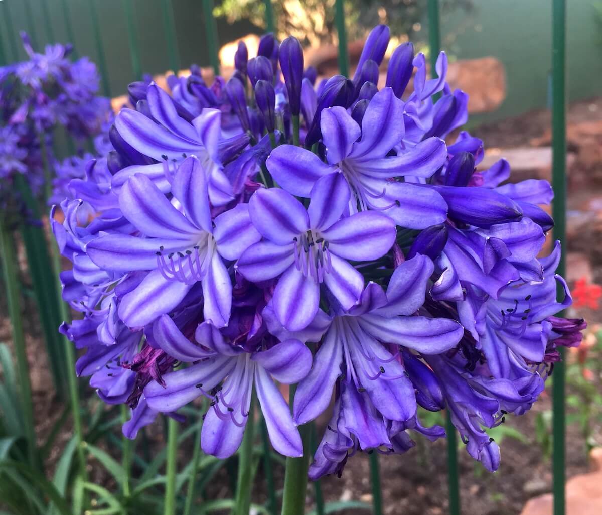 Agapanthus Poppin Star