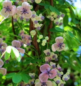 Akebia quinata Cream Form