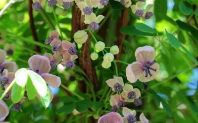 Akebia quinata Cream Form