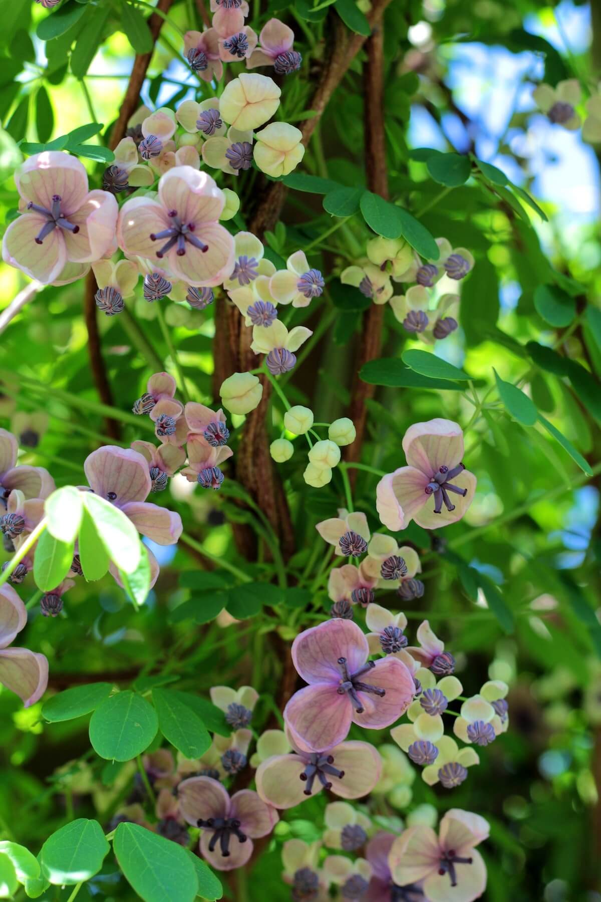 Akebia quinata Cream Form Flowers Akebia quinata Cream Form