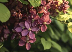 Akebia quinata – Chocolate Vine