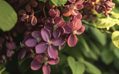 Akebia quinata – Chocolate Vine
