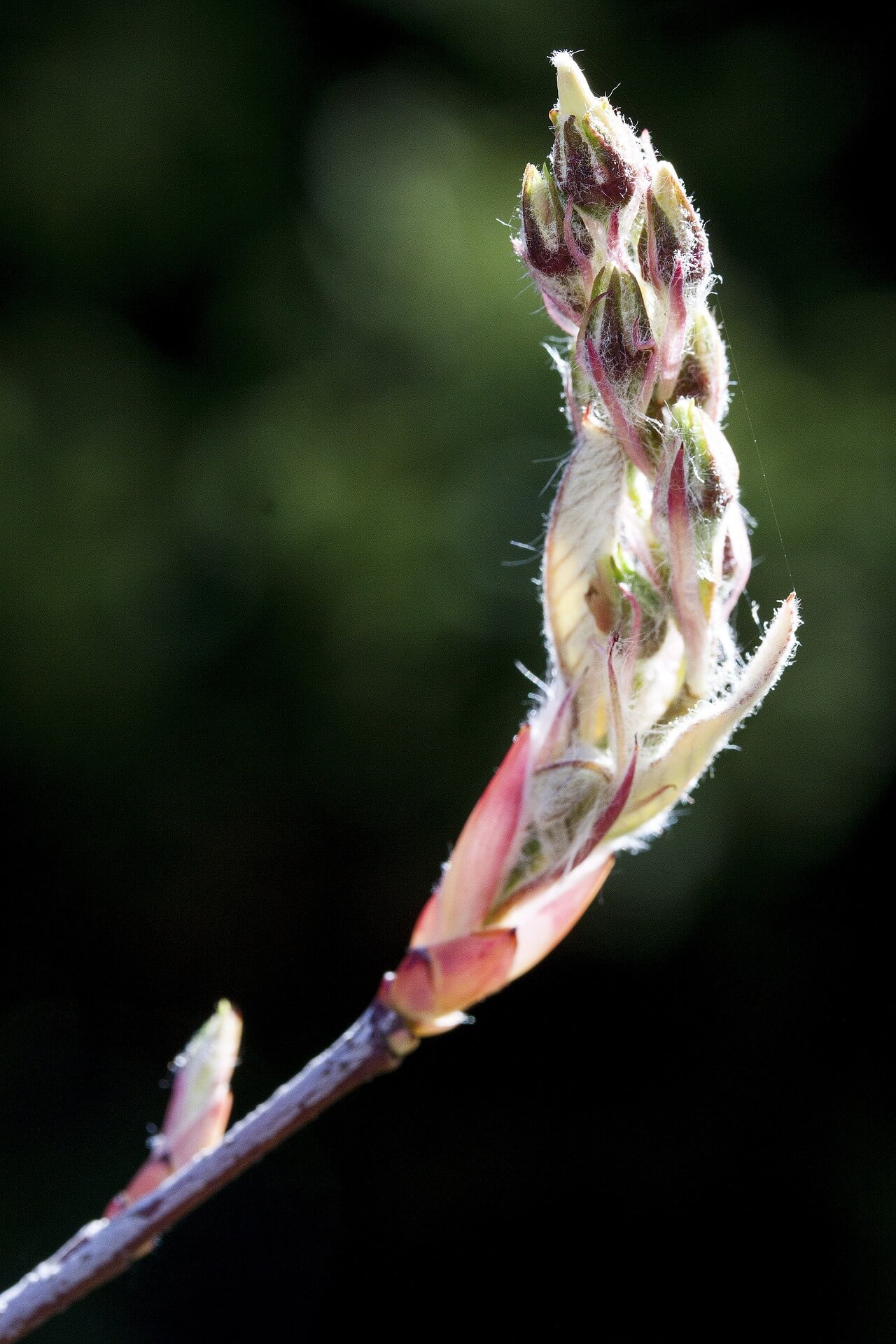 Amelanchier lamarckii Flower Bud 20.47.57 Amelanchier lamarckii