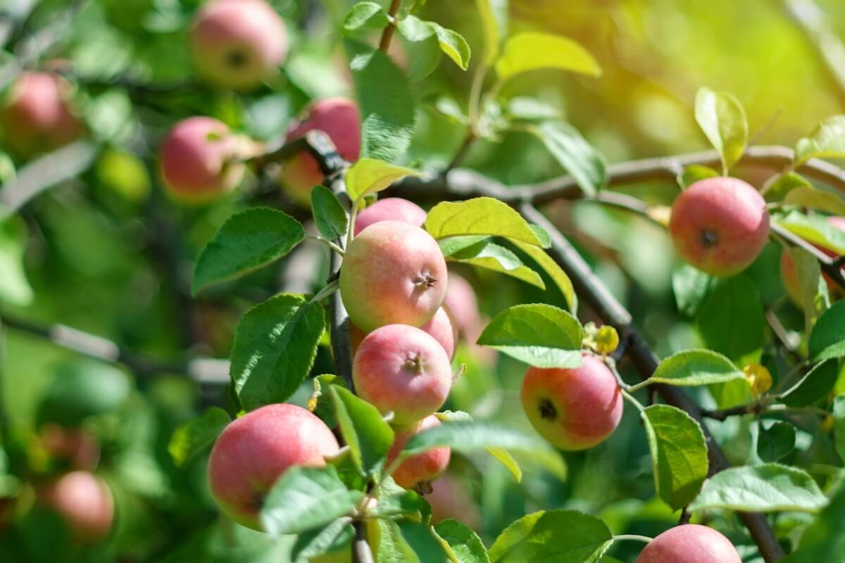 Apples on the tree