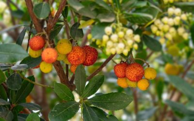 Arbutus unedo – Strawberry Tree
