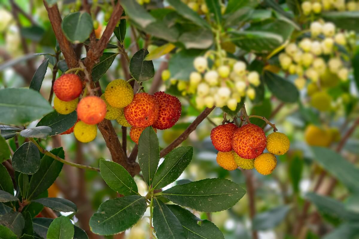 Arbutus unedo Fruit and Flowers Strawberry Tree - Arbutus unedo