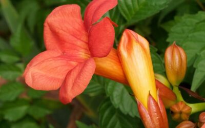 Campsis radicans – Trumpet Vine