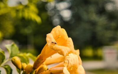 Campsis radicans Judy