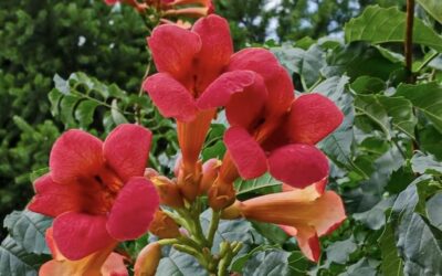 Campsis radicans Stromboli