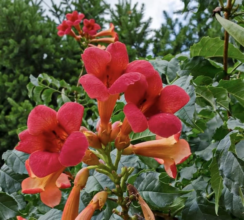 Campsis radicans Stromboli Flowers Cropped Campsis radicans Stromboli