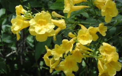 Campsis radicans Yellow Trumpet