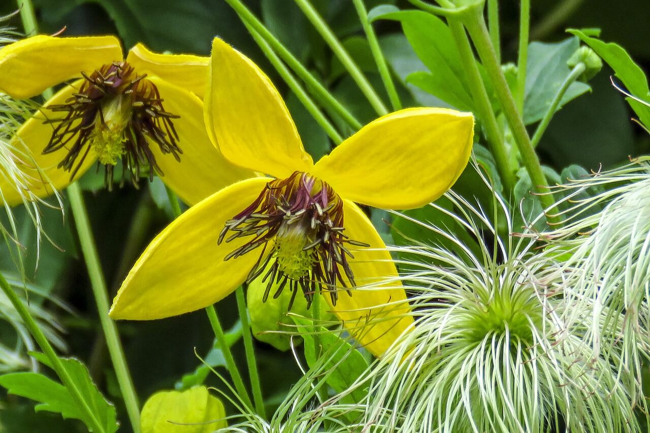 Clematis Bill Mackenzie Clematis Bill Mackenzie