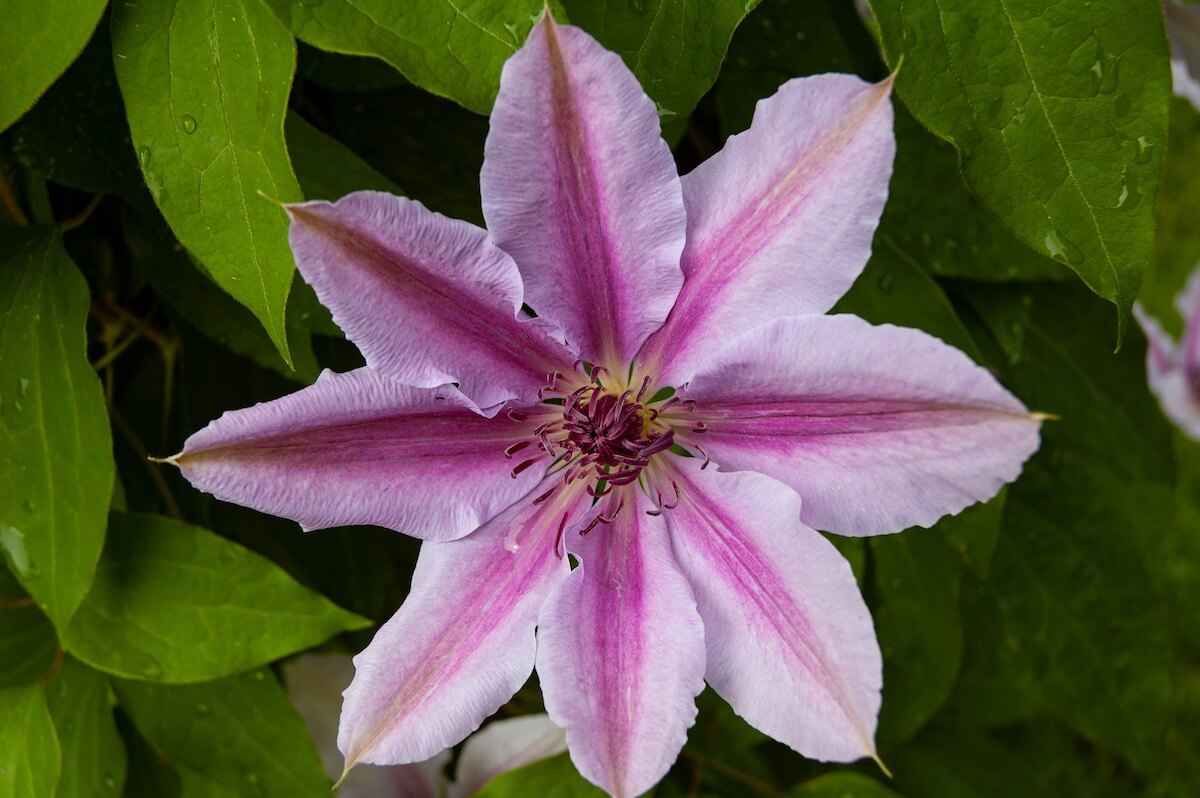 Clematis Doctor Ruppel Climbers