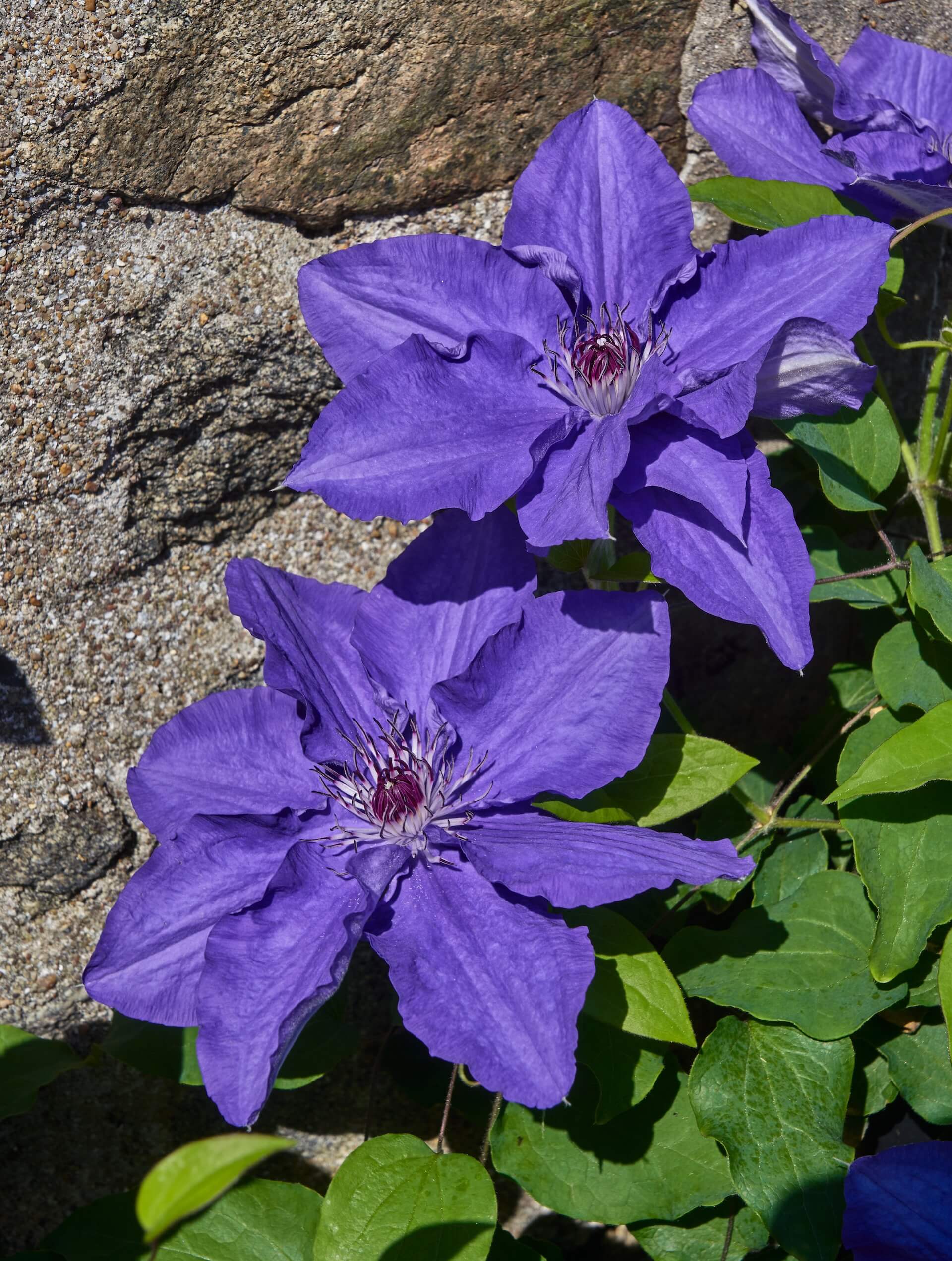 Clematis Lindsay Background Clematis Lindsay
