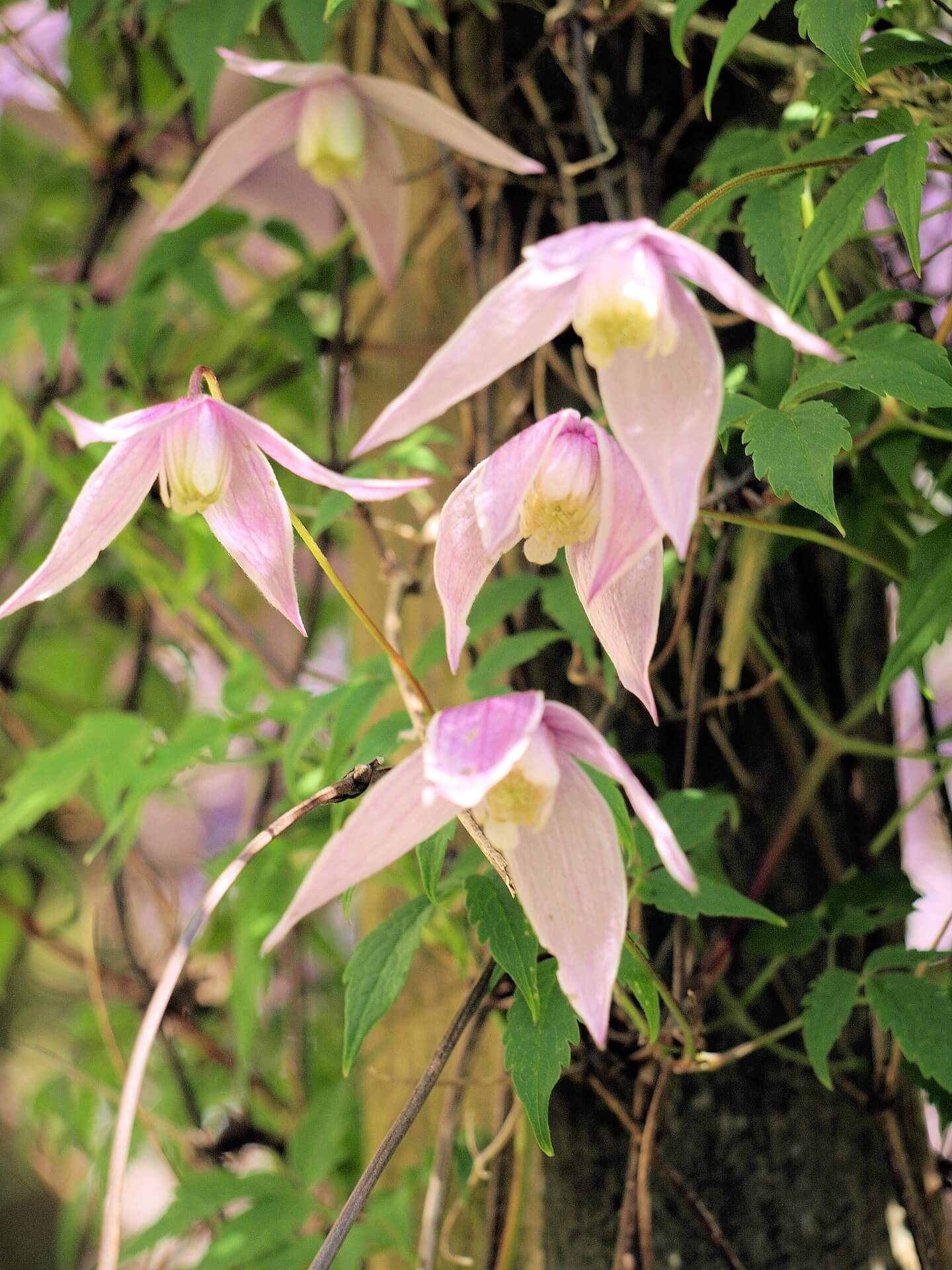 Clematis Pink Flamingo Background Clematis Pink Flamingo