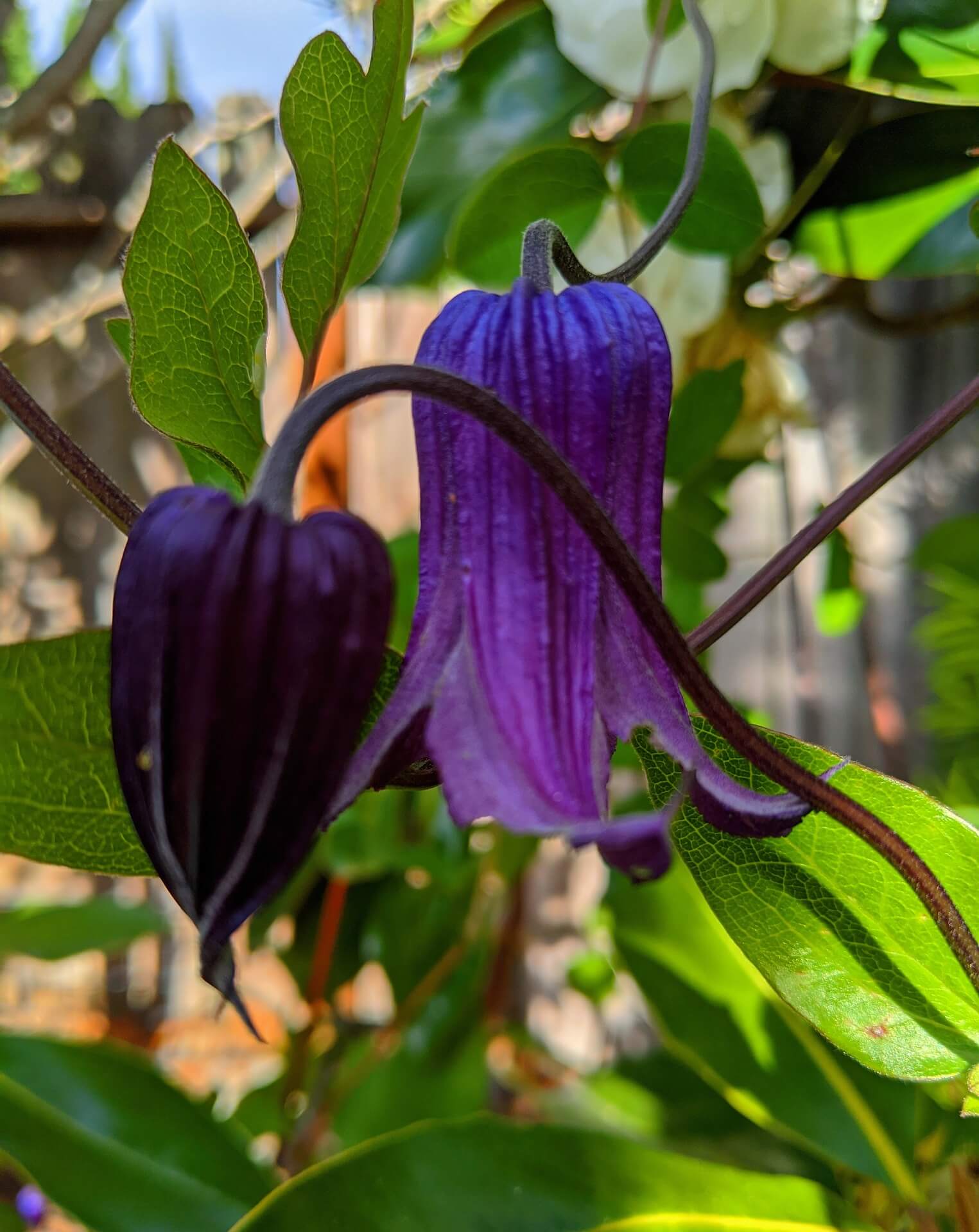 Clematis Rooguchi Flower Close Up Clematis Rooguchi