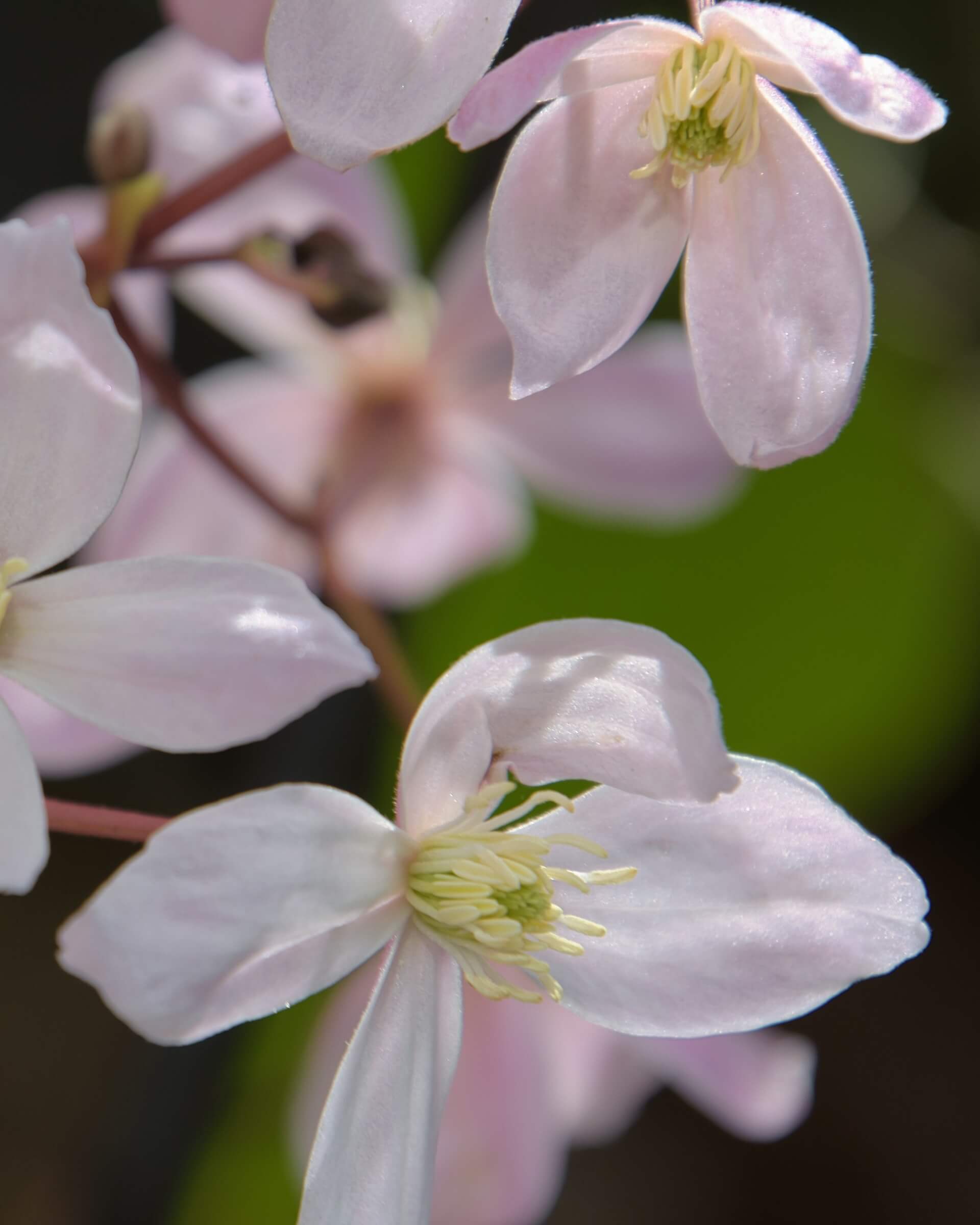 Clematis armandii Appleblossom Flowers Clematis armandii Appleblossom Flowers
