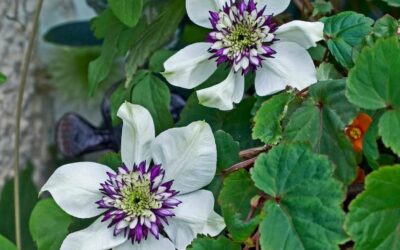 Clematis florida Sieboldii