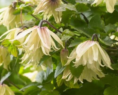 Clematis koreana Amber Pruning Clematis Clematis koreana Amber