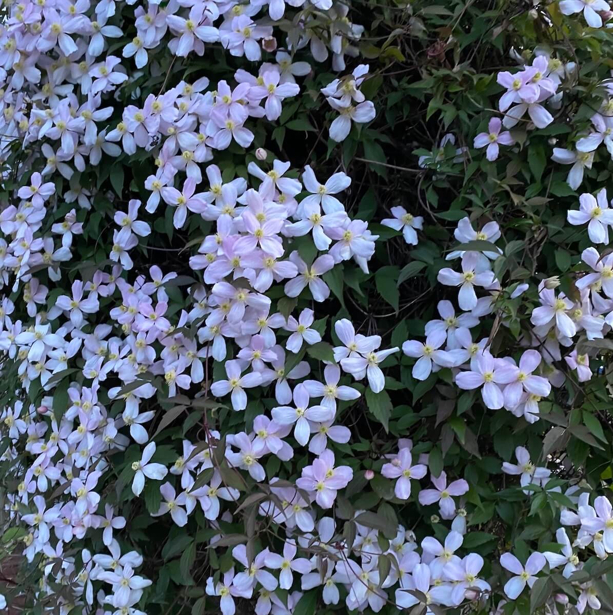 Clematis montana Rubens End of April Clematis montana Rubens Flowering at the end of April