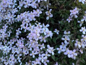 How to Grow Clematis