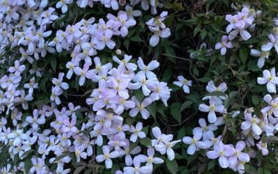 How to Grow Clematis