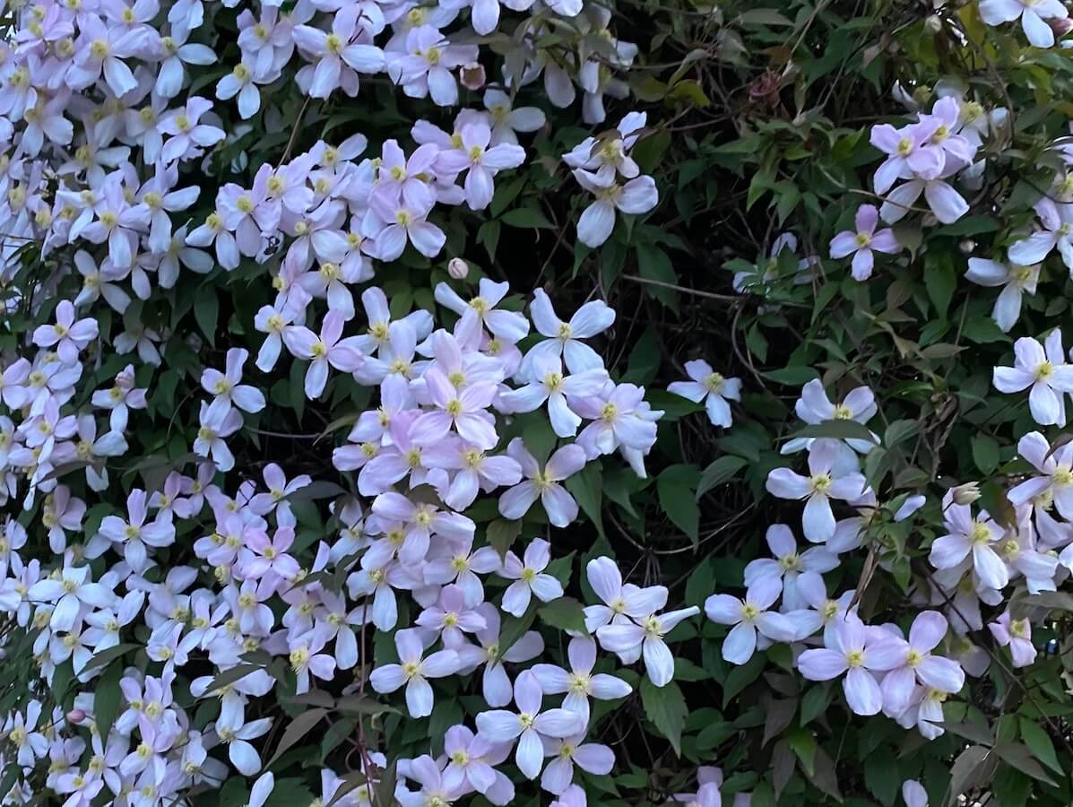 Clematis montana Rubens Mass of Flowers Clematis montana Rubens