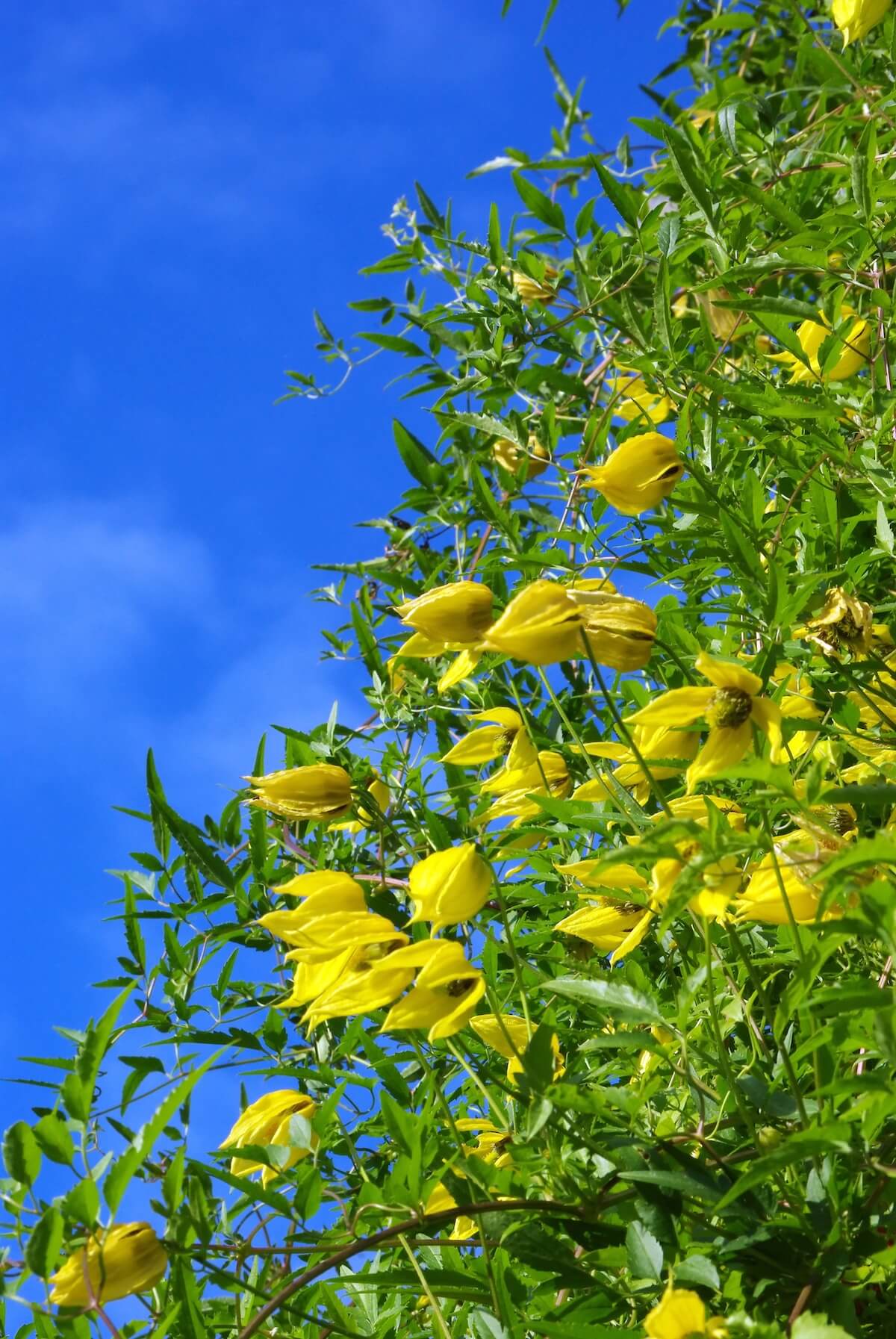 Clematis tangutica