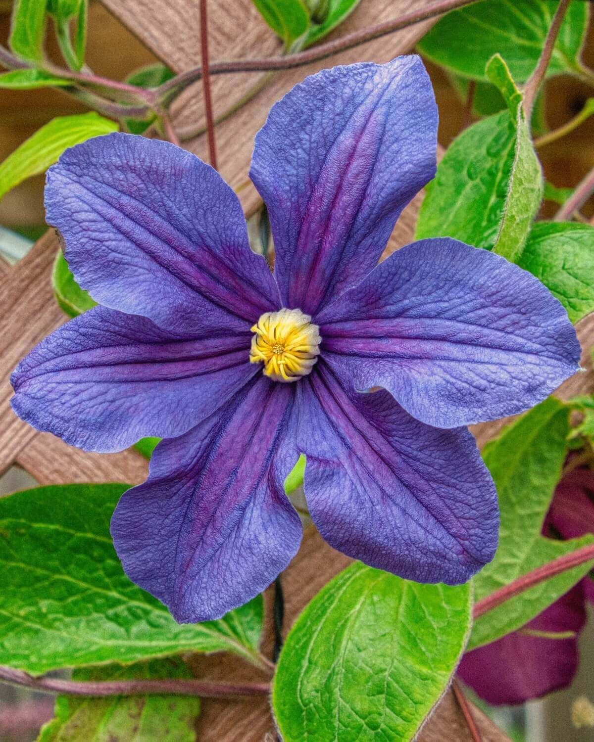 Clematis x durandii Flower Close Up Clematis x durandii
