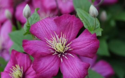 Clematis Ville de Lyon