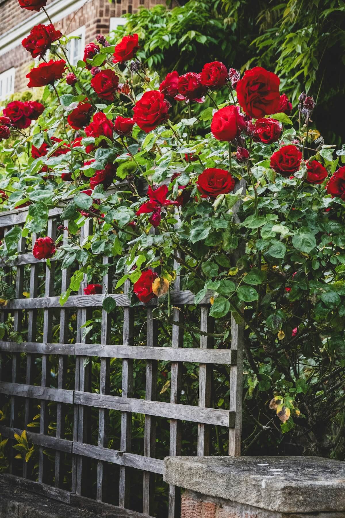 Rose Climber