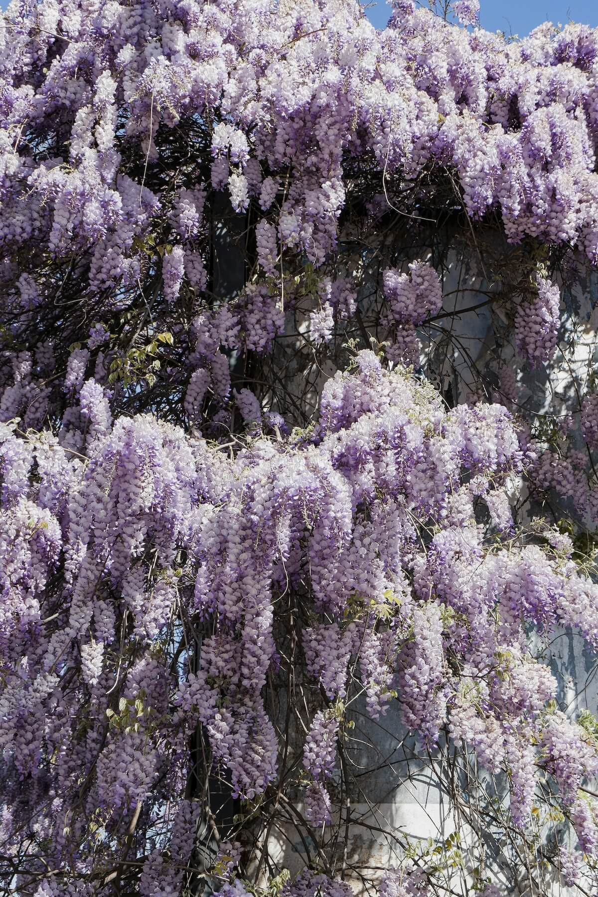 Established Wisteria sinensis in full flower Clematis koreana Amber