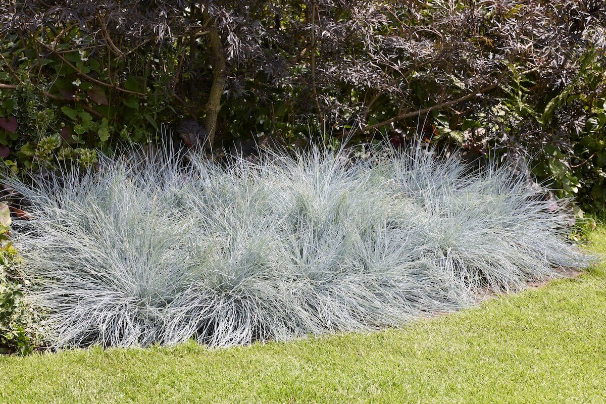 Festuca Intense Blue Festuca Intense Blue