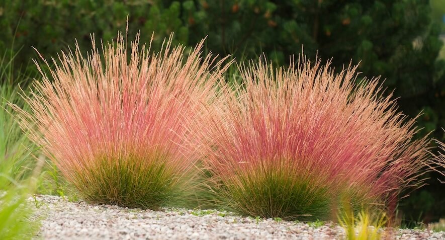 Festuca Sunrise Festuca Sunrise Ornamental Grasses