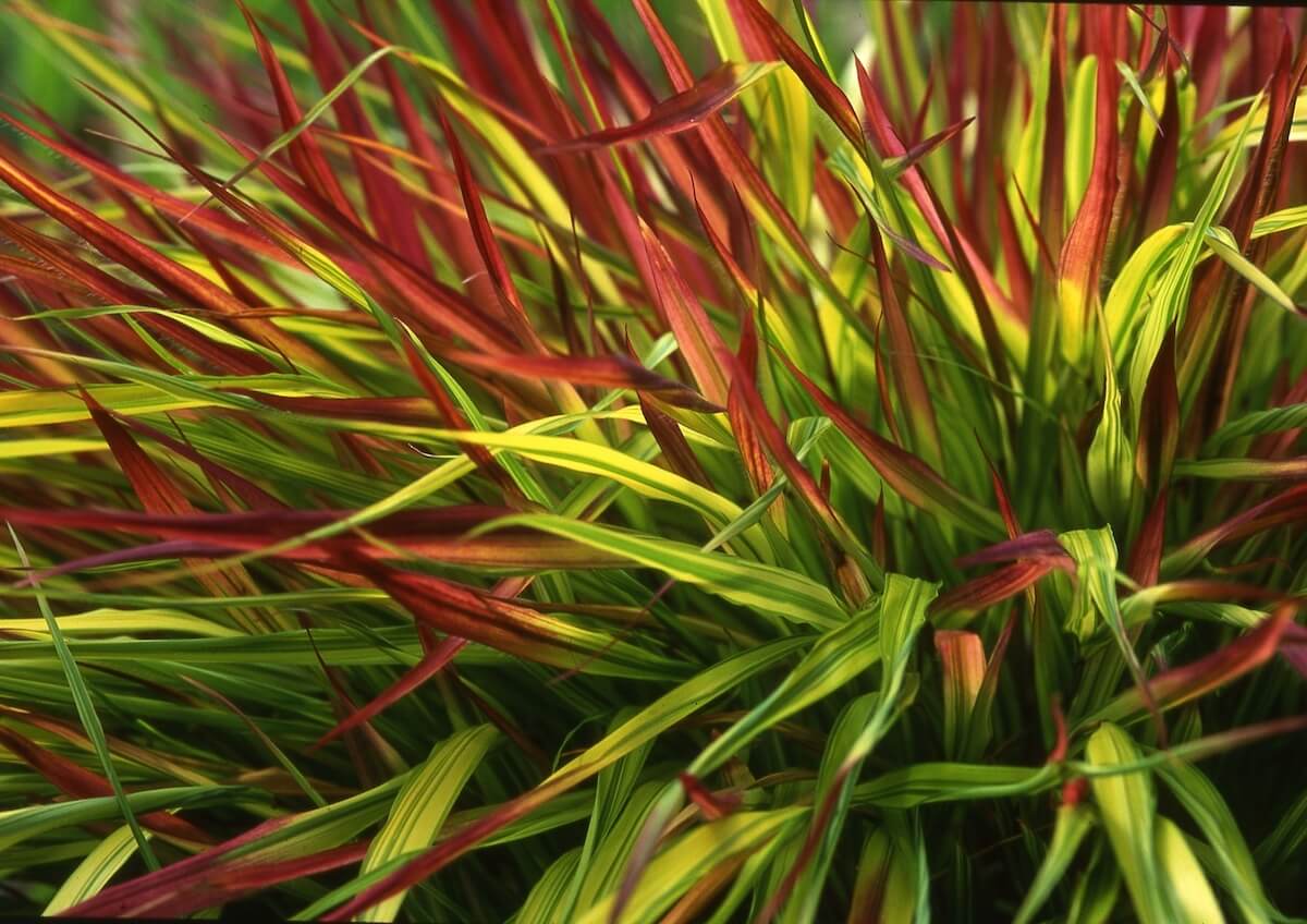 Hakonechloa Mulled Wine Close Up Hakonechloa Mulled Wine