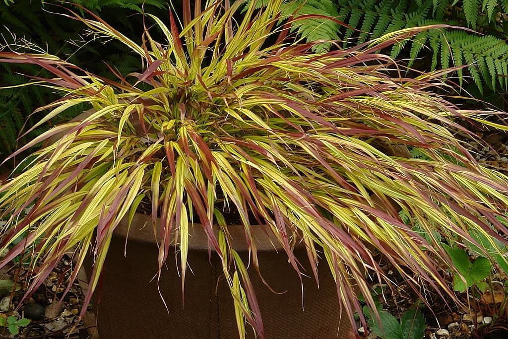 Hakonechloa Mulled Wine in a Pot Hakonechloa Mulled Wine