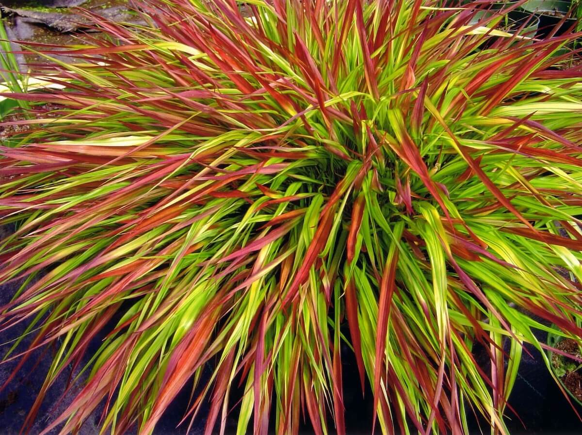 Hakonechloa macra Mulled Wine Hakonechloa Mulled Wine