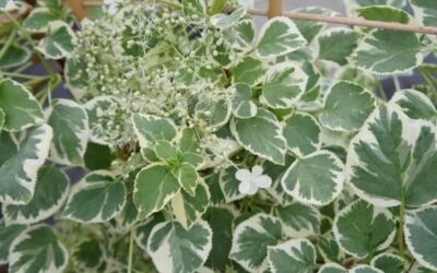 Hydrangea petiolaris ‘Silver Lining’