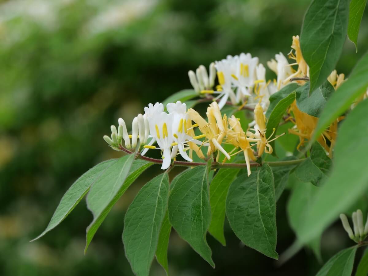 Lonicera, Honeysuckle Climber