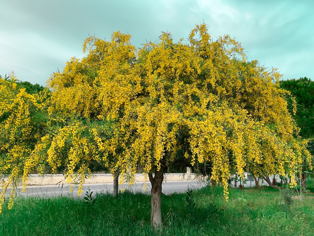 Mimosa-Acacia dealbata Flowering in Spring Acacia dealbata-Mimosa